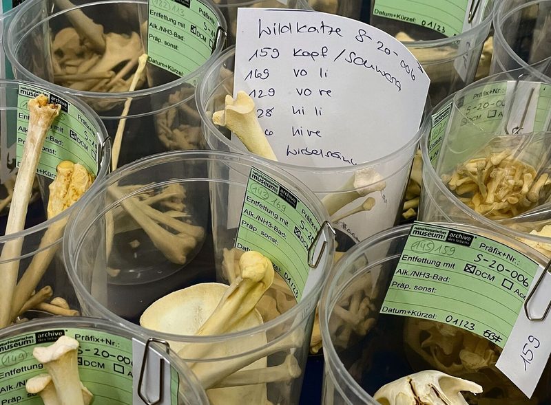 Knochen von verschiedensten Tierarten werden gesammelt.