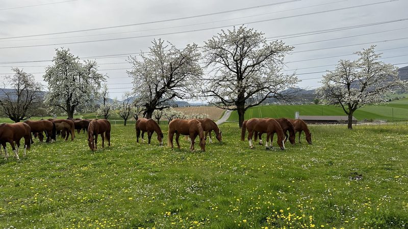 Der Freiberger: die vielseitige Schweizer Pferderasse