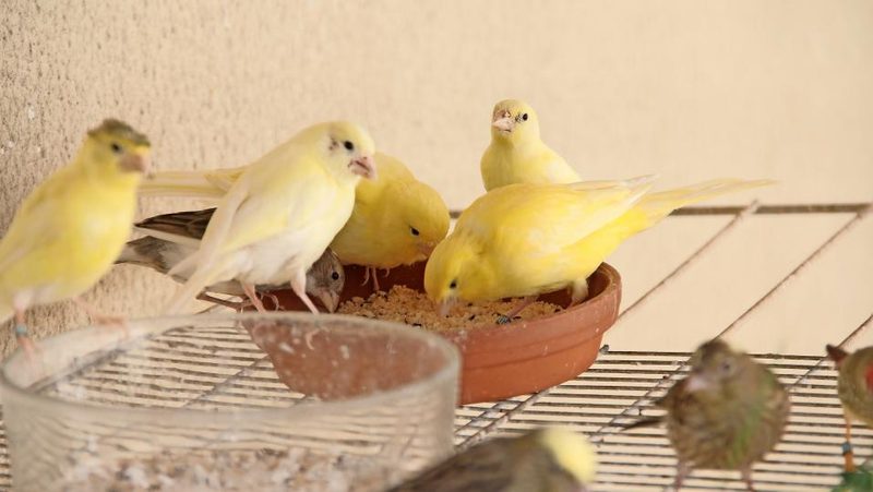 Kanarienvögel beim Futternapf