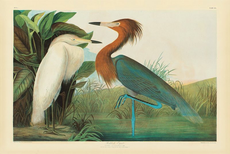 Fantastische Vogelbilder im «Birds of America»