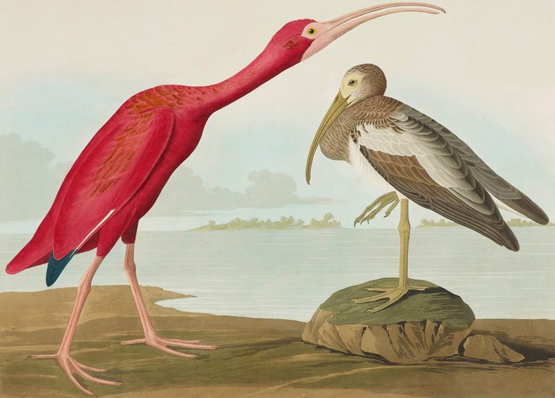 Fantastische Vogelbilder im «Birds of America»