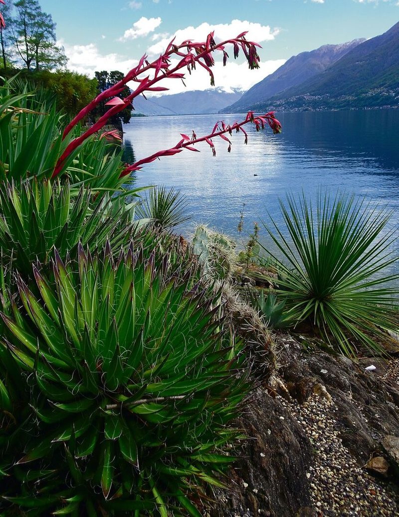 Exotik im Botanischen Garten auf den Brissago-Inseln im Tessin.
