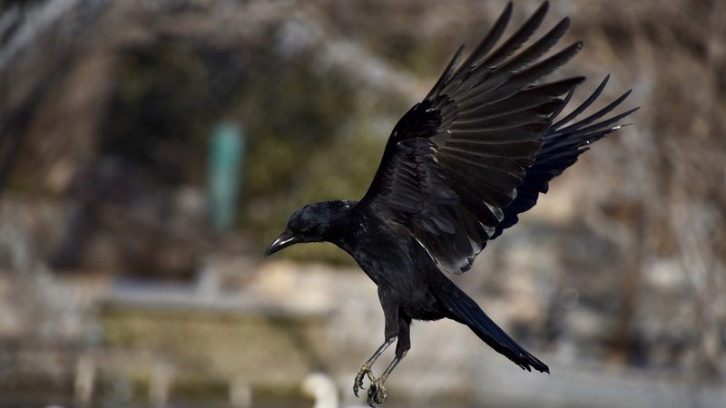 Vögel sollen besser vor Stromschlägen geschützt werden