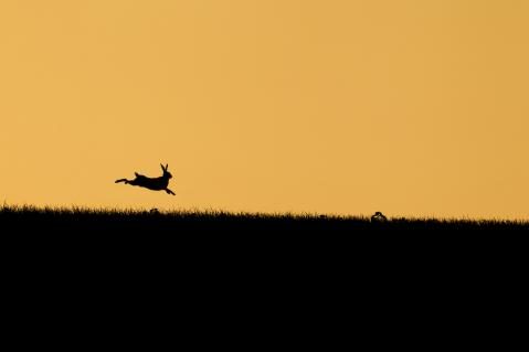 Silhouette von springendem Feldhasen
