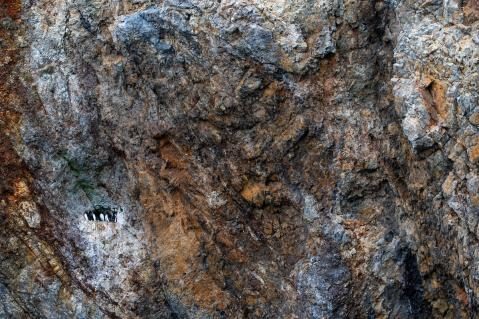 Dickschnabellummen im Fels