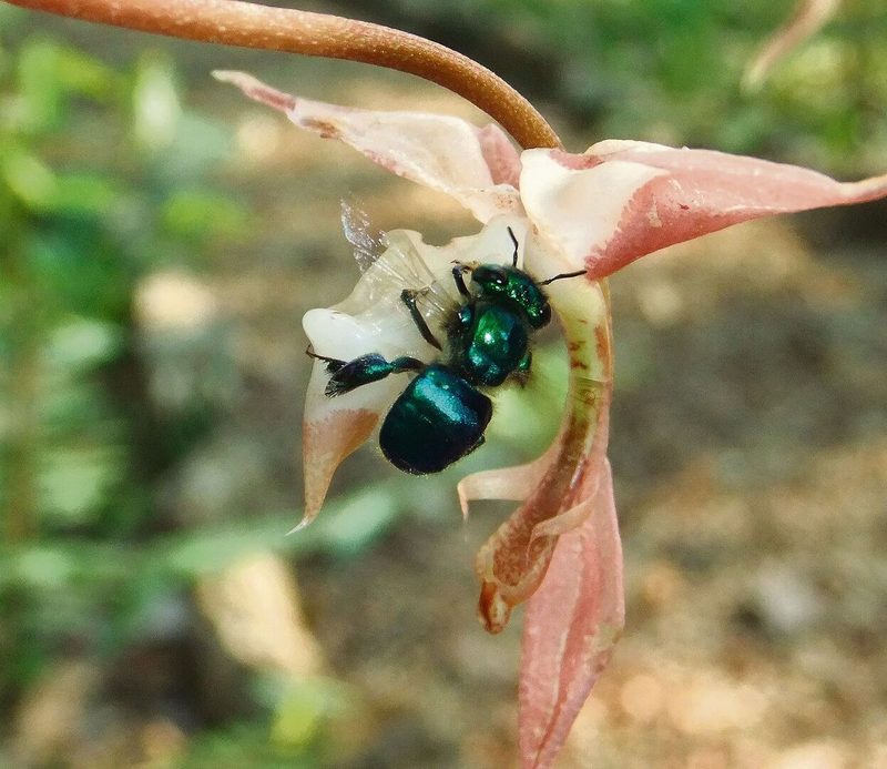 Prachtbienen: Männchen fliegen durch die Gegend und sammeln Duftstoffe.