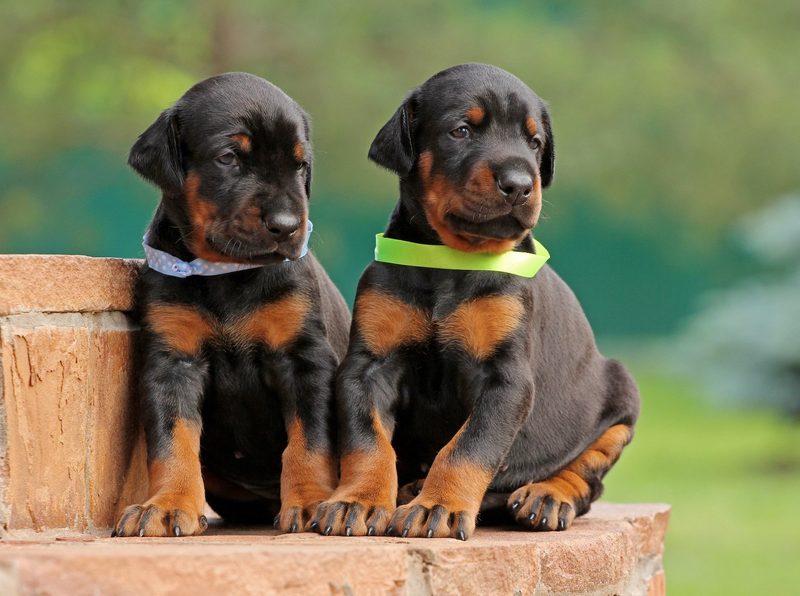 «Das Gespann Mensch und Hund muss stimmen.»
