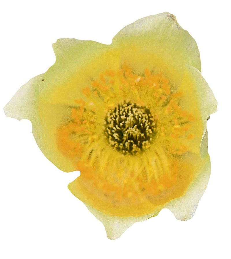 Die Schwefelanemone leuchtet im Alpingarten.