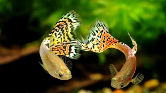 guppys-fische-aquarium-ferien.jpg