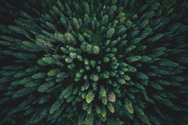 Warum die Natur gut tut