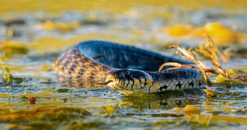 Ringelnattern leben am Wasser und schwimmen auch in Kleinsttümpeln.
