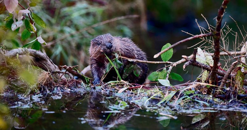 Biber gelangen vom grossen Fluss in kleine Zuflüsse.