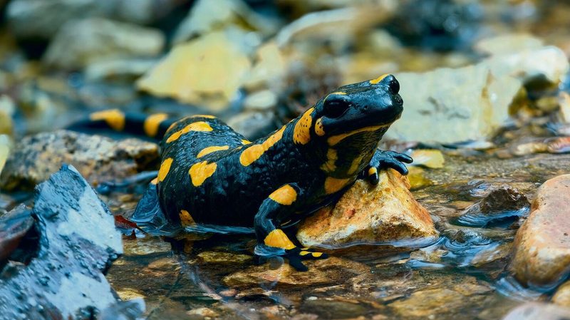 Feuersalamander mögen klare Fliessgewässer mit Kolken und Teichen. Die Larven wachsen darin heran.