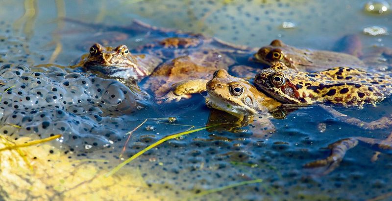Amphibien wie Grasfrösche laichen in Tümpeln im Nebenbereich von Flüssen, wie etwa im Auenwald.