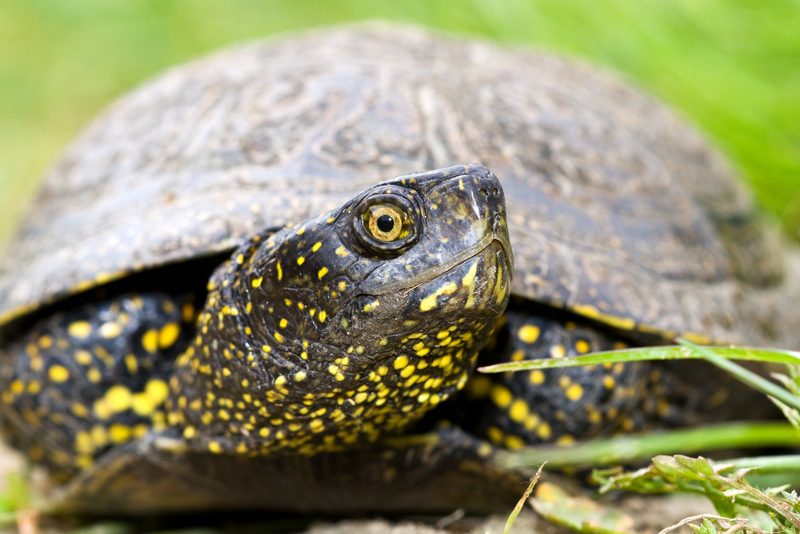 Die Europäische Sumpfschildkröte: Ausgewilderte Seltenheit