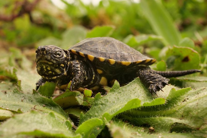 Die Europäische Sumpfschildkröte: Ausgewilderte Seltenheit