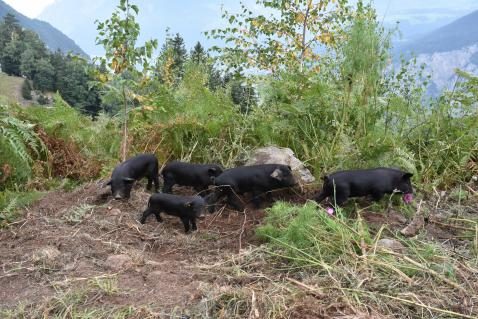 Urner rettet das Schwarze Alpschwein