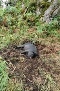 Urner rettet das Schwarze Alpschwein