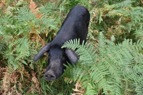 Urner rettet das Schwarze Alpschwein