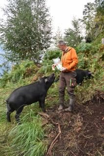 Urner rettet das Schwarze Alpschwein