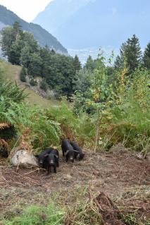 Urner rettet das Schwarze Alpschwein