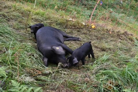 Urner rettet das Schwarze Alpschwein