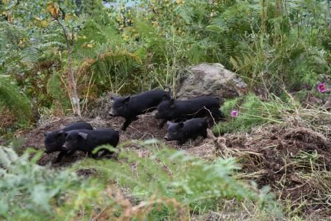 Urner rettet das Schwarze Alpschwein
