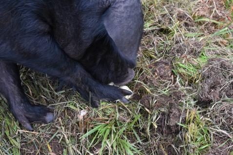 Urner rettet das Schwarze Alpenschwein