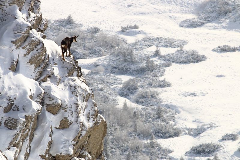 Wie Tiere durch den Winter kommen