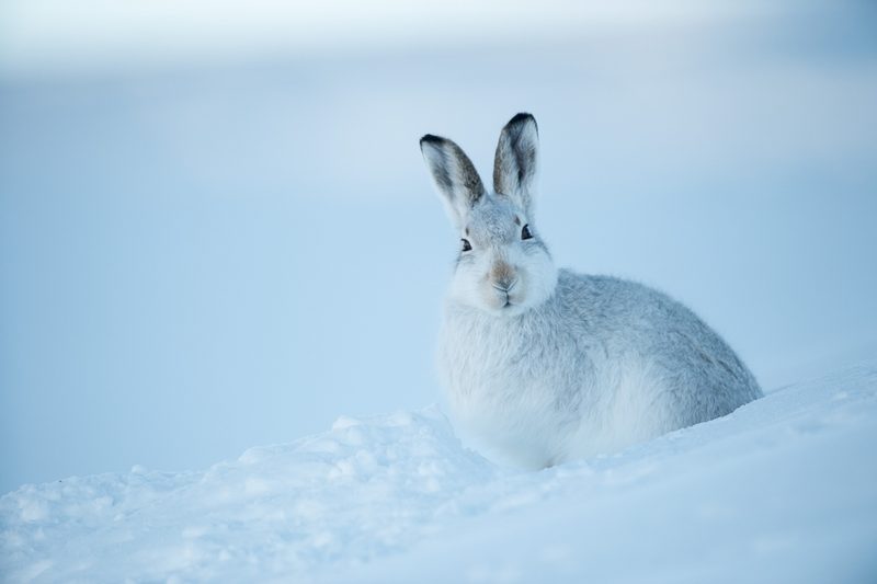 Wie Tiere durch den Winter kommen