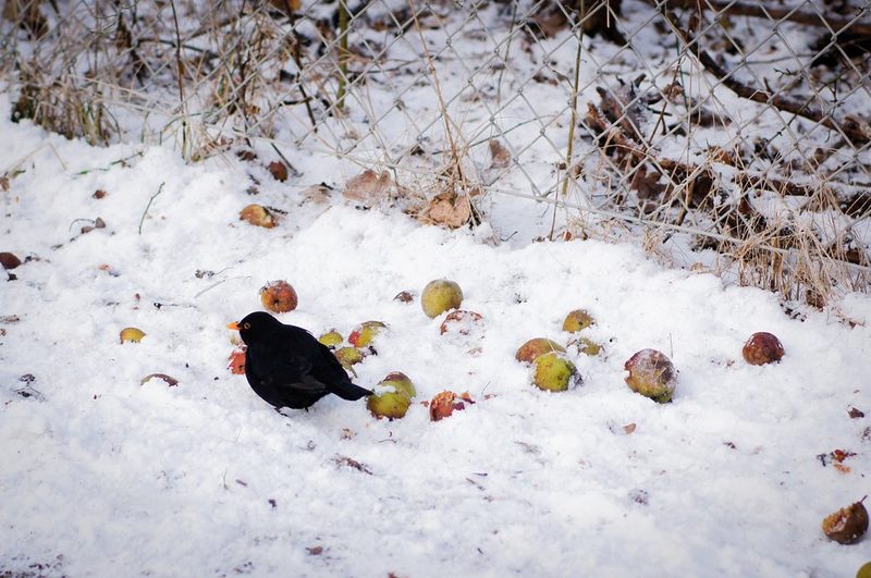 Wie Tiere durch den Winter kommen