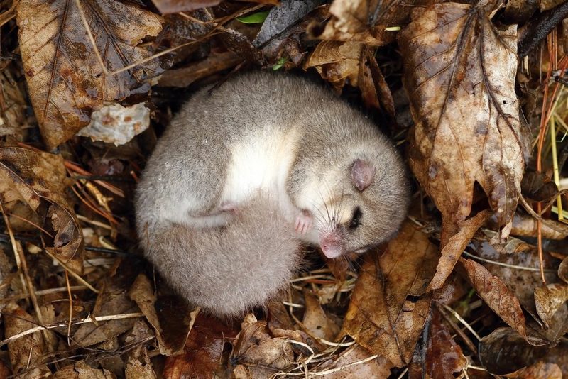 Wie Tiere durch den Winter kommen