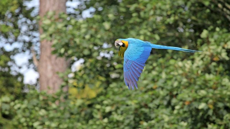 Gelbbrustara im Flug