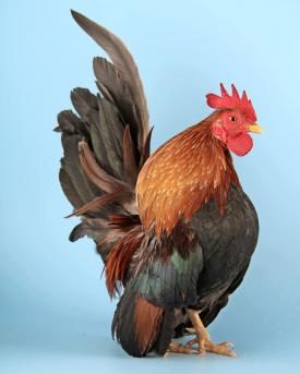 Serama-Hahn