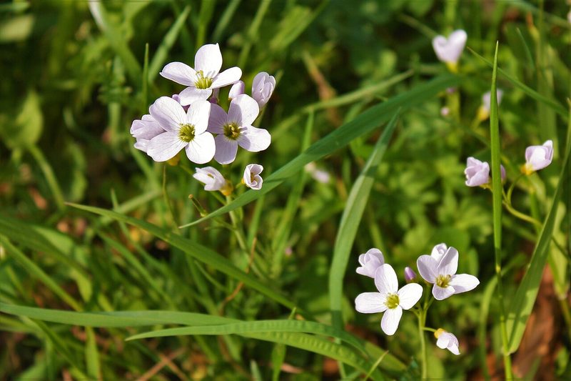 10 einheimische Wildkräuter, die Sie im Sommer sammeln können