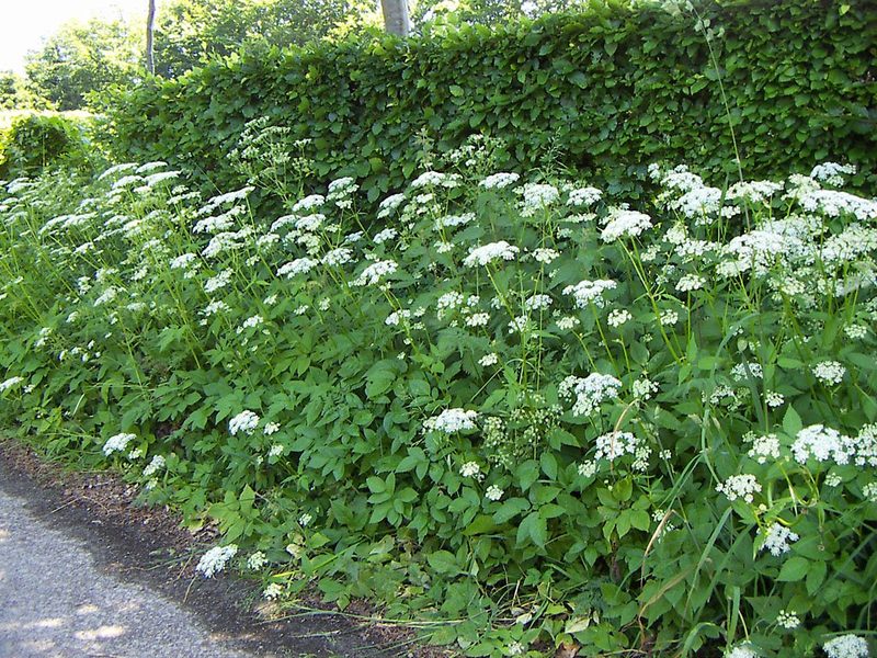 10 einheimische Wildkräuter, die Sie im Sommer sammeln können