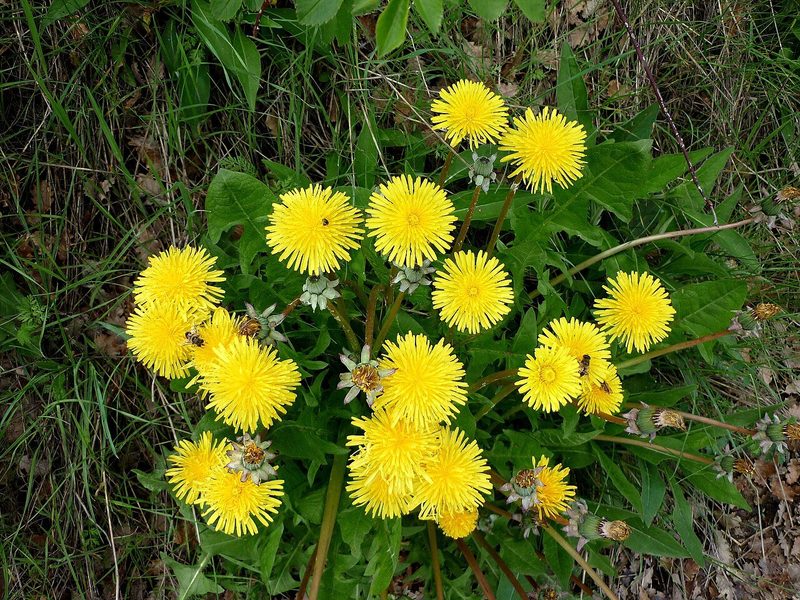 10 einheimische Wildkräuter, die Sie im Sommer sammeln können