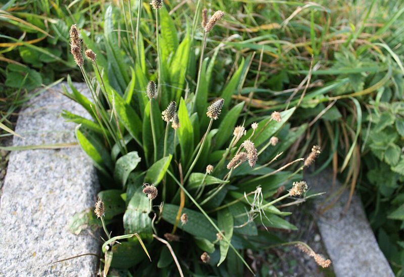 10 einheimische Wildkräuter, die Sie im Sommer sammeln können