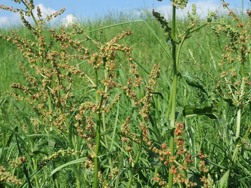10 einheimische Wildkräuter, die Sie im Sommer sammeln können