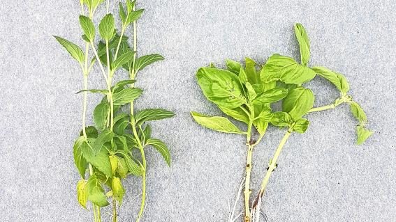 Regrowing Pflanzen züchten aus Gemüseresten