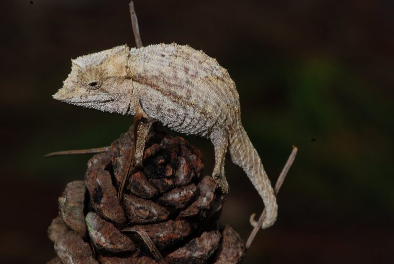 Jedes fünfte Reptil ist gefährdet