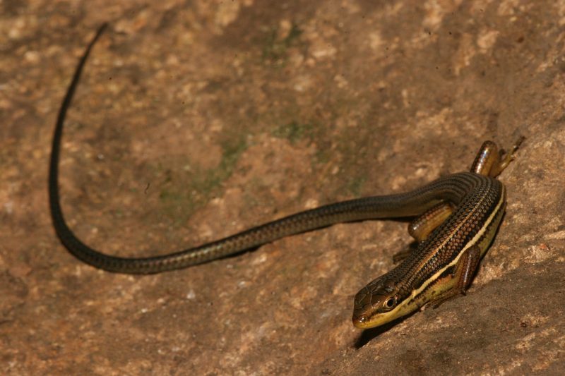 Jedes fünfte Reptil ist gefährdet