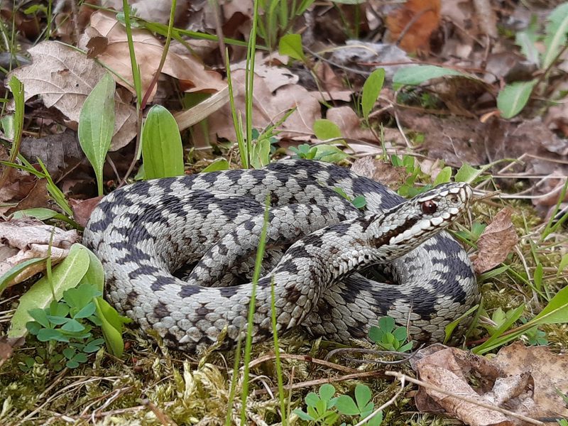 Jedes fünfte Reptil ist gefährdet