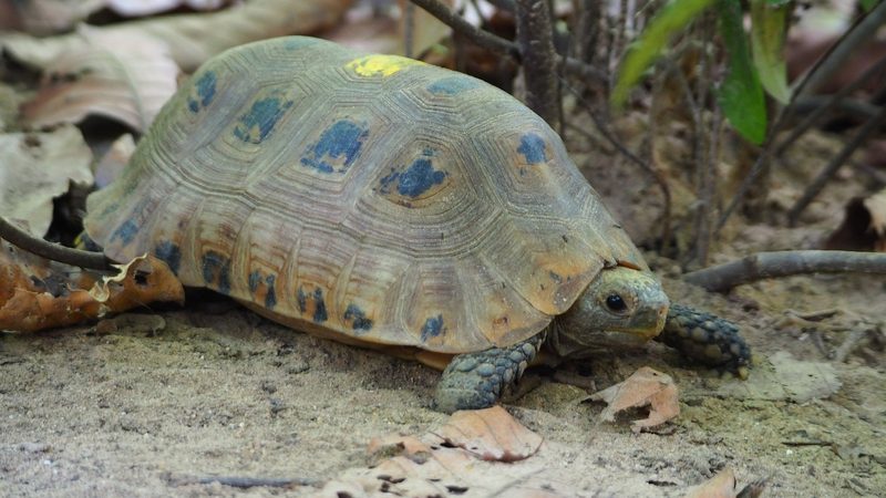 Jedes fünfte Reptil ist gefährdet