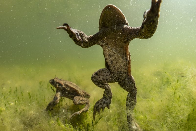 Unterwasserfotograf Michel Roggo und die verborgene Vielfalt der Aare