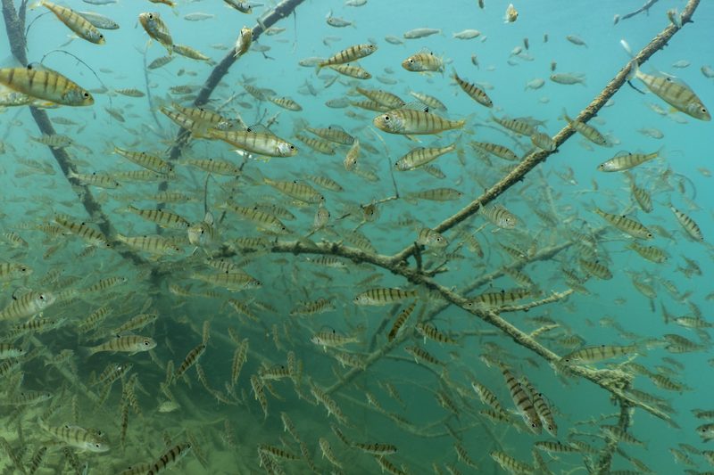 Unterwasserfotograf Michel Roggo und die verborgene Vielfalt der Aare