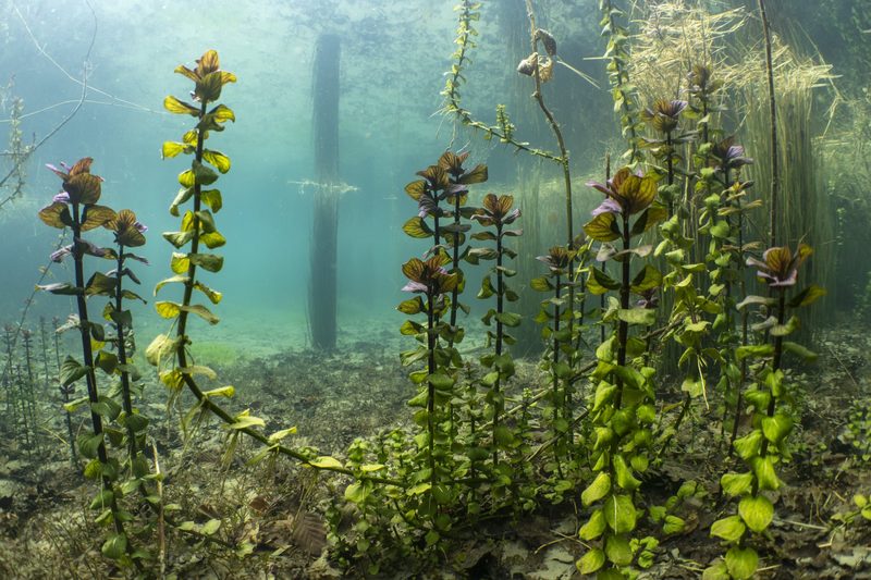 Unterwasserfotograf Michel Roggo und die verborgene Vielfalt der Aare