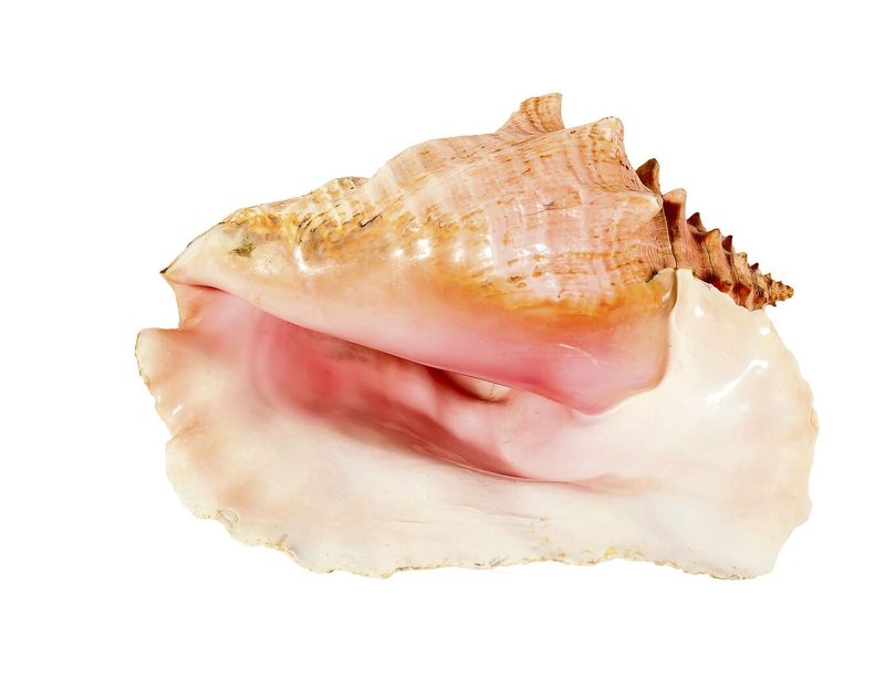 Gehäuse der Fechterschnecke dürfen nicht mitgebracht werden.