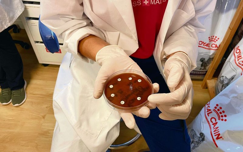 Die Doktorinnen und das widerspenstige Vieh
