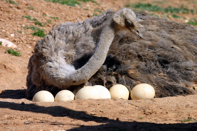 Eier die nicht ins Osternest gehören